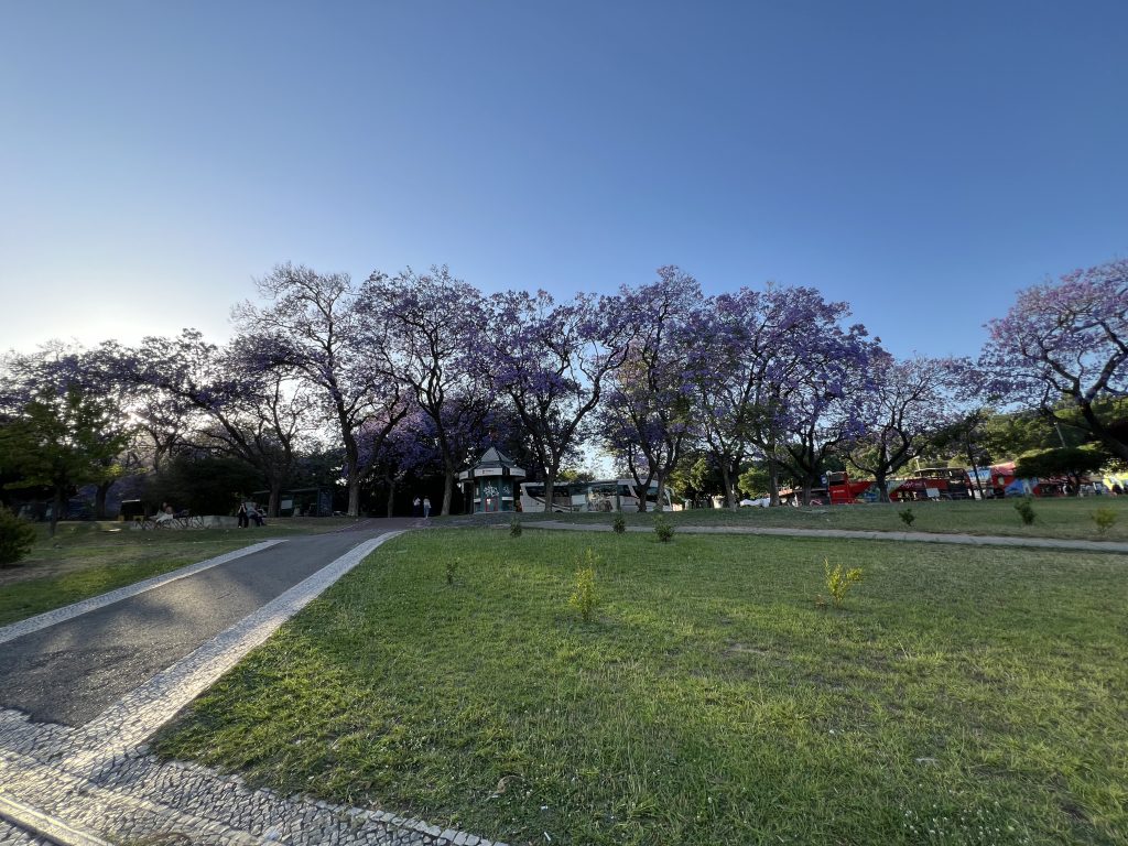 Jacarandas in the park — a weekend in Lisbon in spring