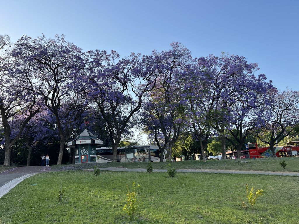 Purple Flowering Trees Jacarandas — a weekend in Lisbon in spring