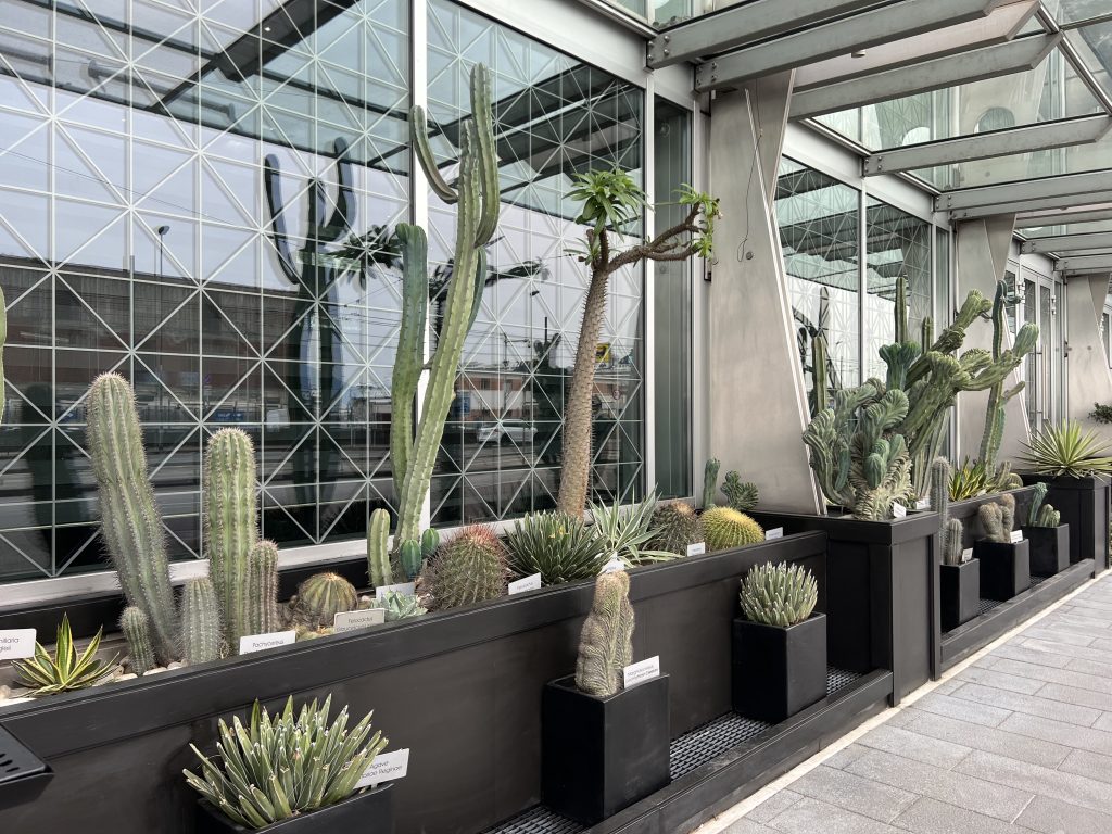 Cacti Garden outside Hotel Romeo Napoli in Naples — One Day in Naples Cruise Port 