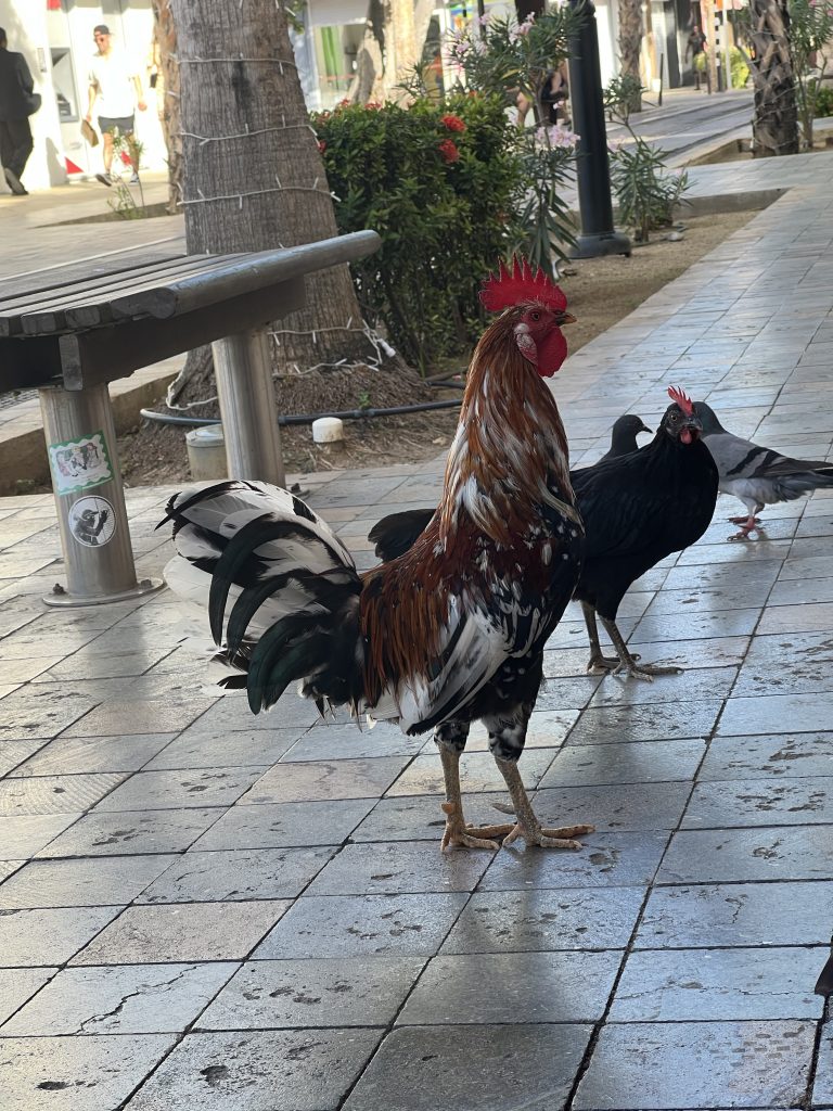 Rooster on the sidewalk — One Day in Aruba Cruise Port on Symphony of the Seas