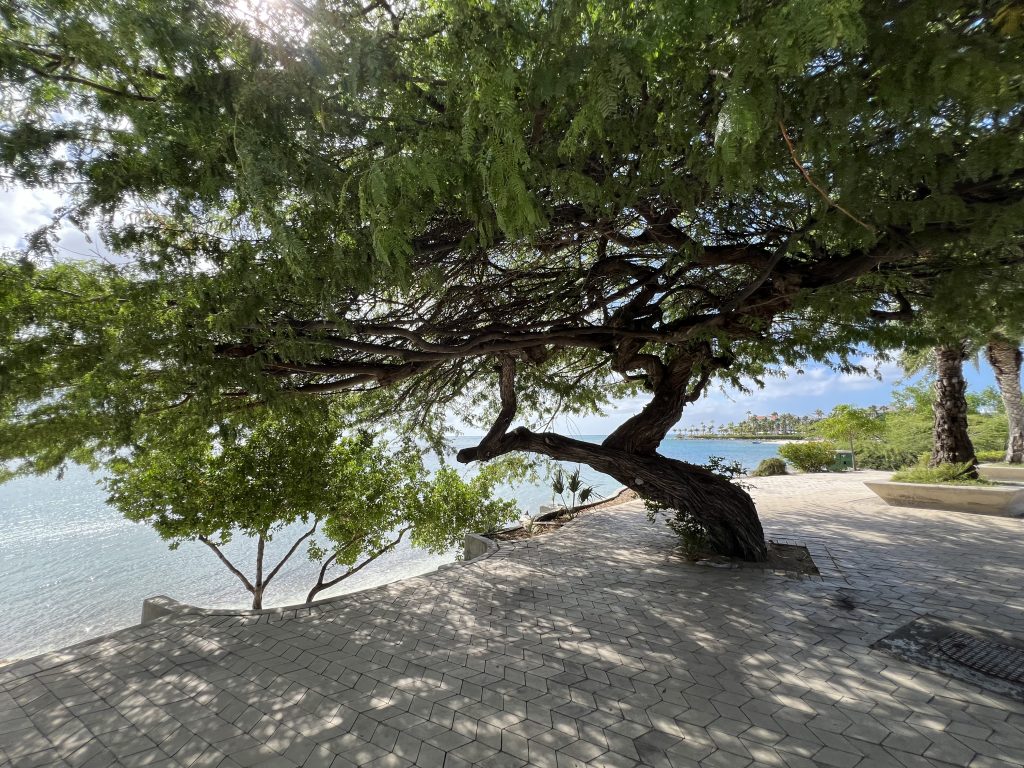 Cool tree On the way to surfside beach — One Day in Aruba Cruise Port on Symphony of the Seas