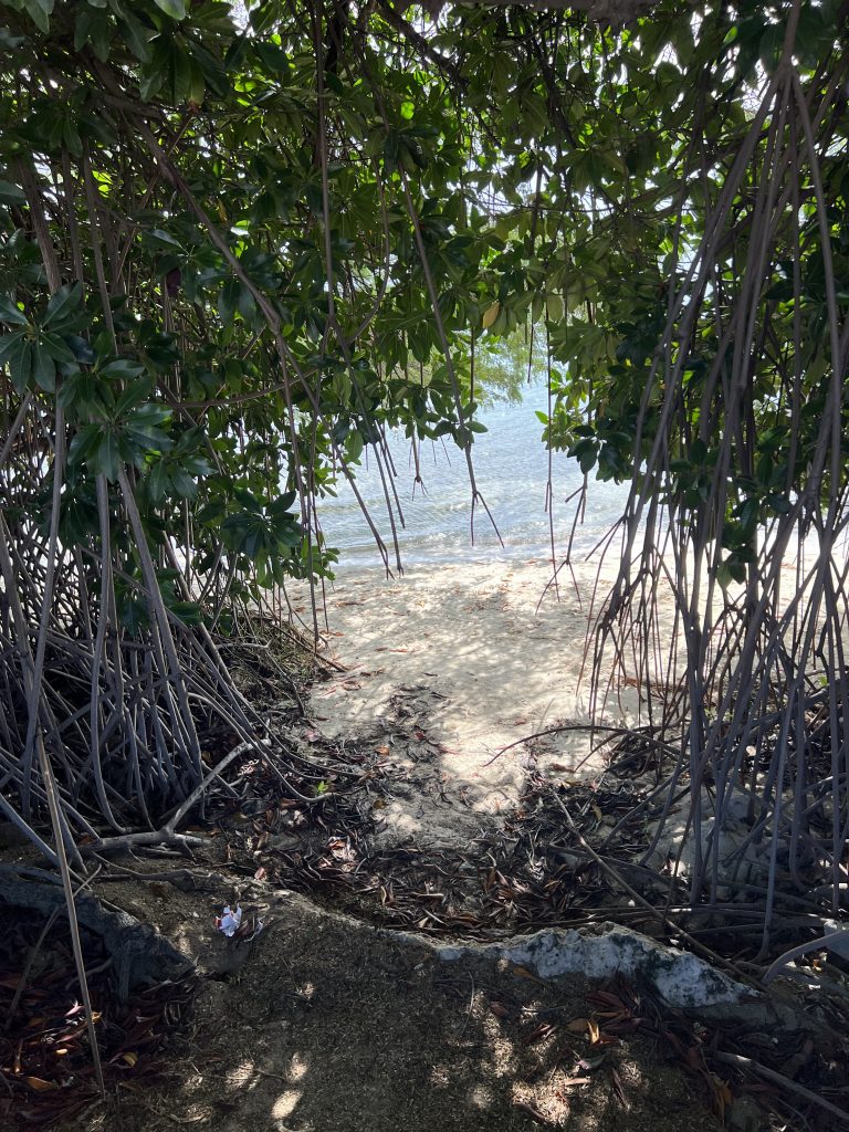 Aruba Mangroves — One Day in Aruba Cruise Port on Symphony of the Seas