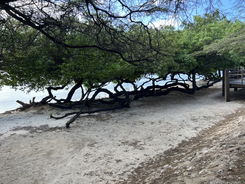 Surfside beach trees — One Day in Aruba Cruise Port on Symphony of the Seas