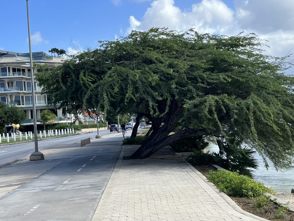 A windswept tree leans across the sidewalk — One Day in Aruba Cruise Port on Symphony of the Seas