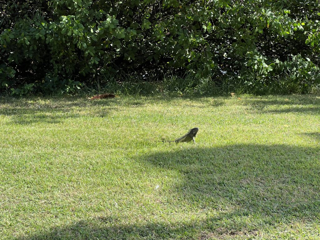 Huge Iguanas in Wilhelmina Park— One Day in Aruba Cruise Port on Symphony of the Seas
