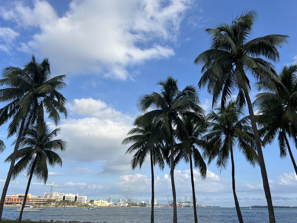 Palm trees and blue skies at Biscayne Bayfront Park Miami, Florida | One Day in Miami Before a Cruise