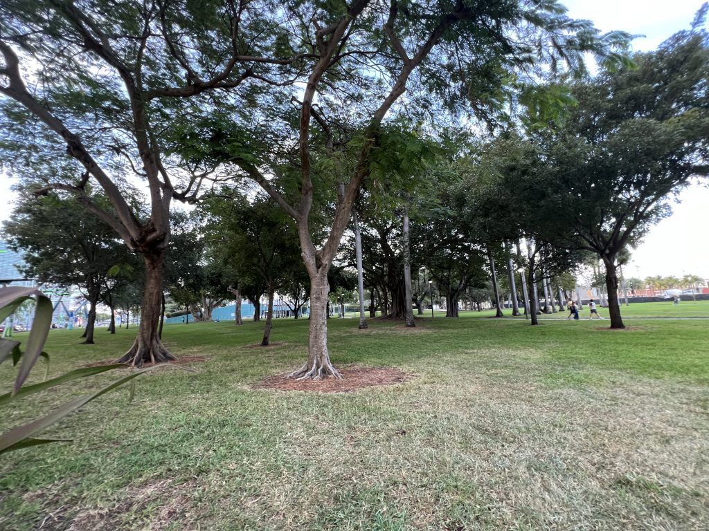Green Trees and grassy open spaces at Biscayne Bayfront Park Miami, Florida | One Day in Miami Before a Cruise